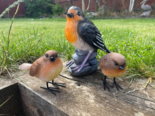 Radiant Robins - Backyard Bliss