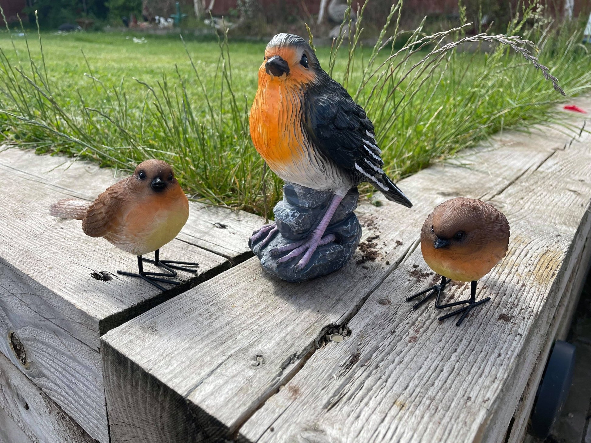 Radiant Robins - Backyard Bliss