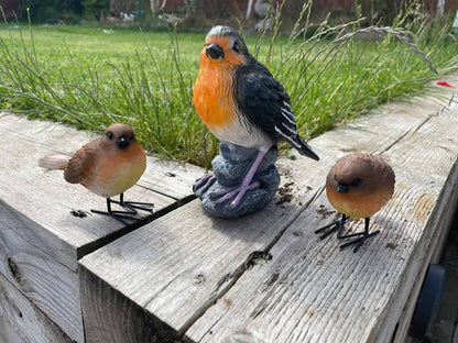 Radiant Robins - Backyard Bliss