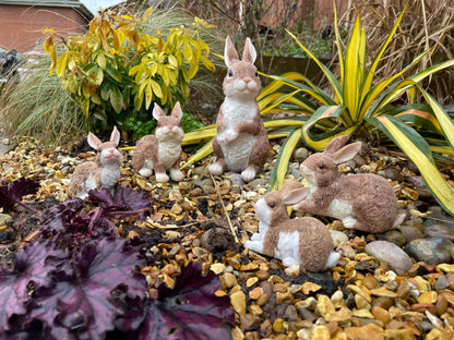 Rambunctious Rabbit Family - Backyard Bliss