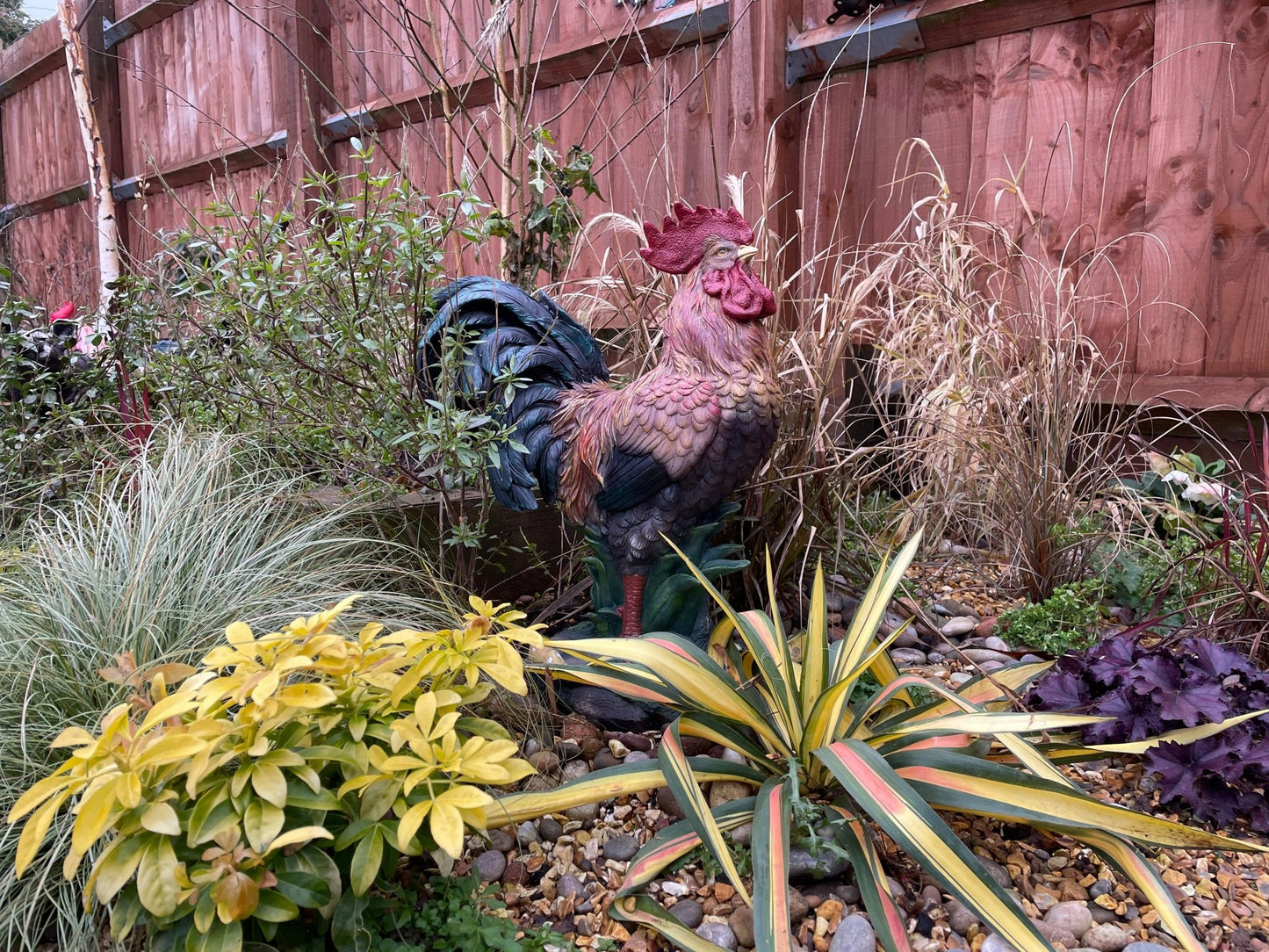 Rascally Rooster - Backyard Bliss