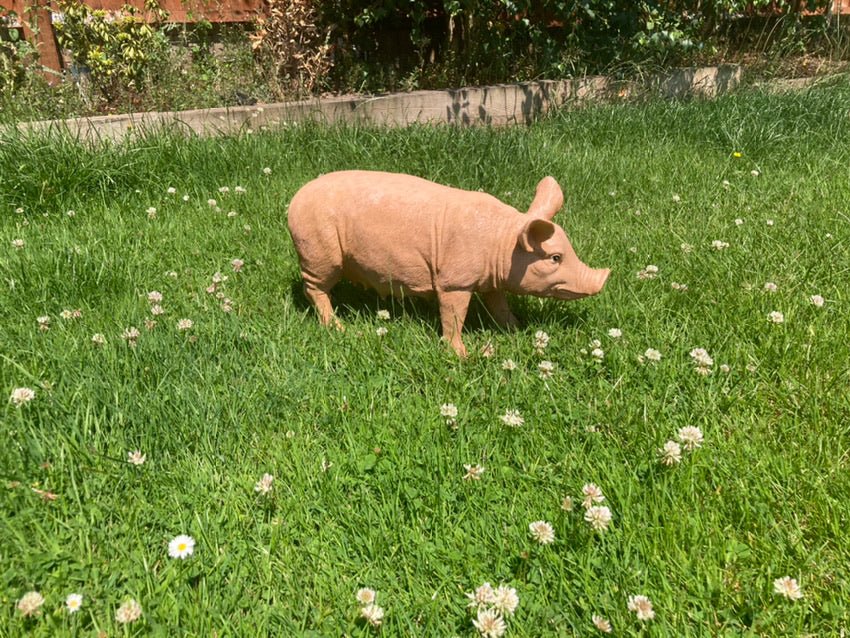 Rasher the Pig - Backyard Bliss