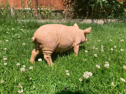 Rasher the Pig - Backyard Bliss