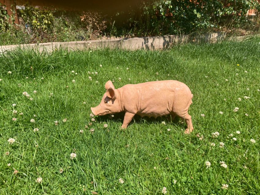 Rasher the Pig - Backyard Bliss
