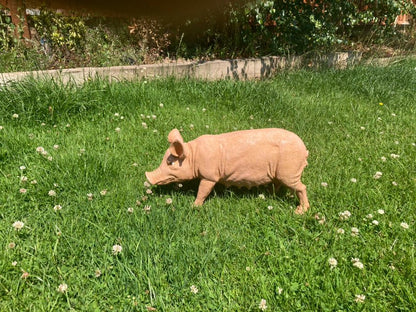 Rasher the Pig - Backyard Bliss