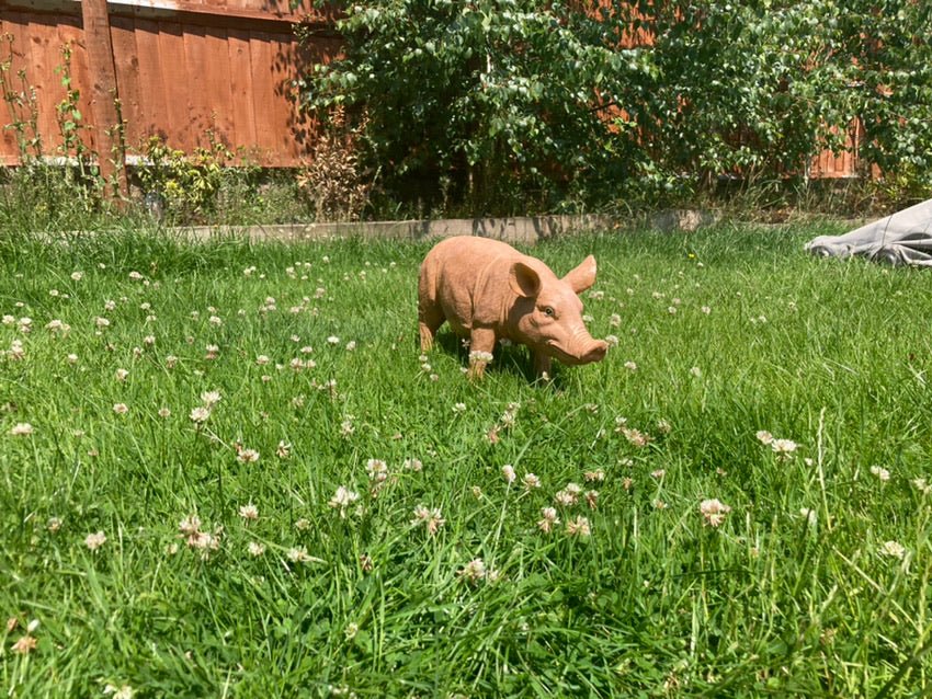 Rasher the Pig - Backyard Bliss