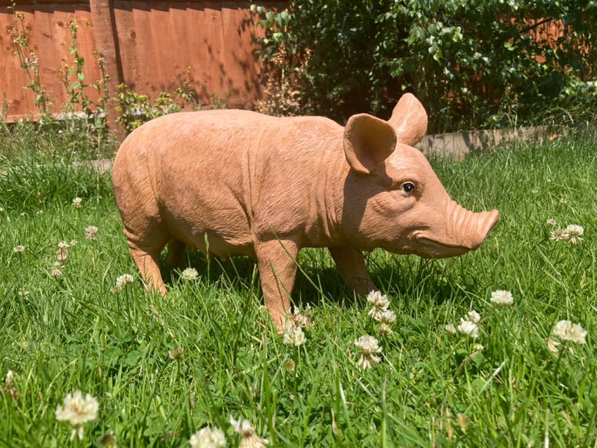 Rasher the Pig - Backyard Bliss