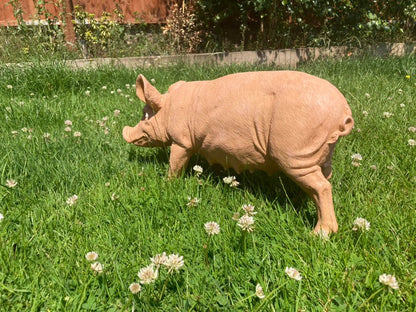 Rasher the Pig - Backyard Bliss