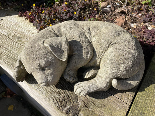 Sleeping Dog - Backyard Bliss