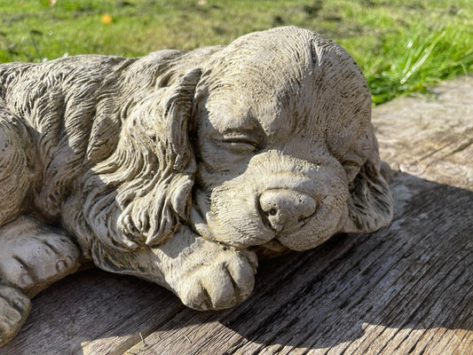 Sleeping Spaniel - Backyard Bliss