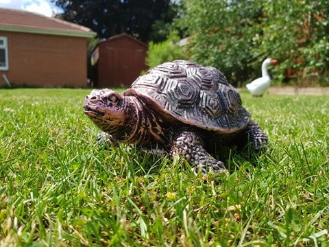 Bronze Effect Tortoise